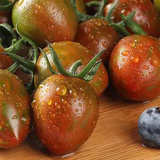 Cà chua Socola nhà trồng tự nhiên